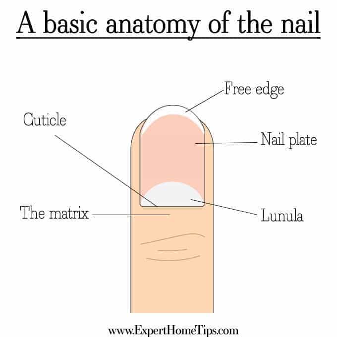 Basic Anatomy of Nail