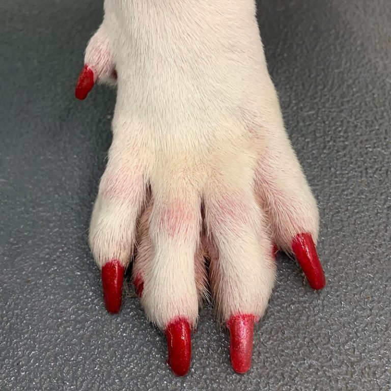 nail polish for dogs