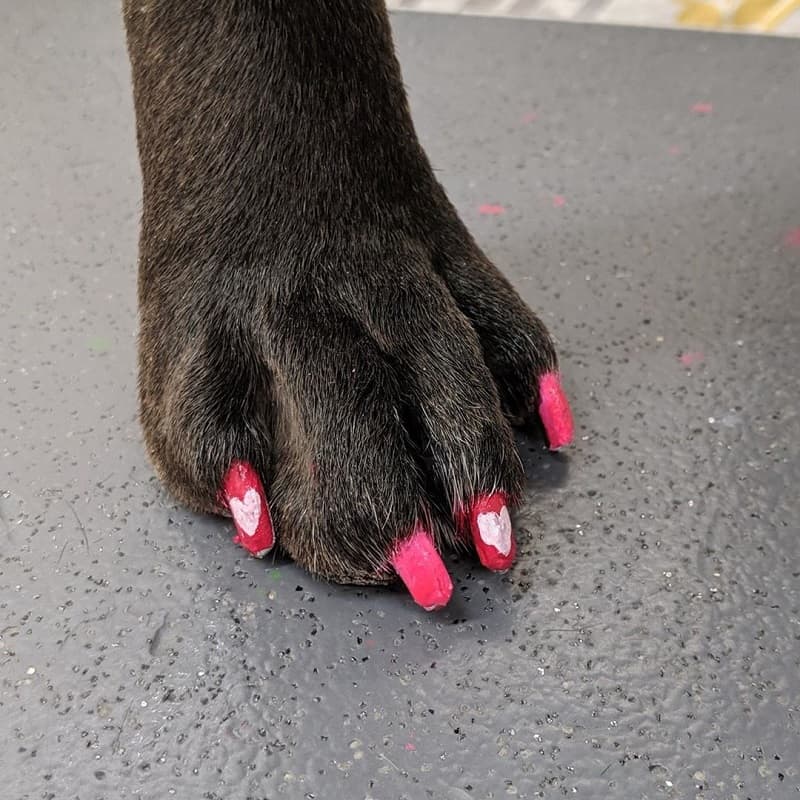 davis dog nail polish