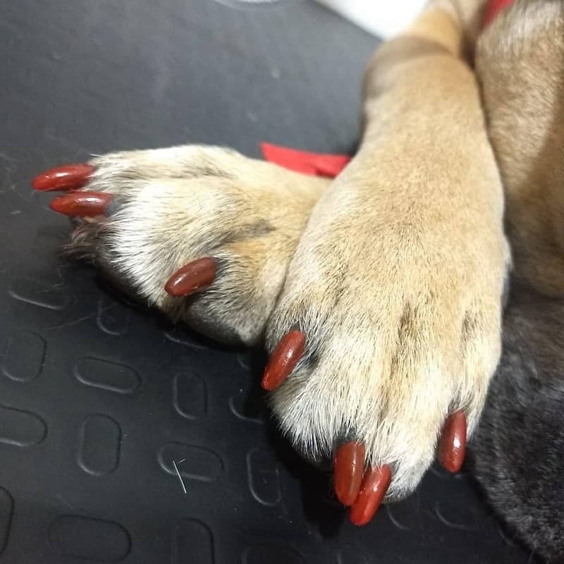 dog gel nail polish