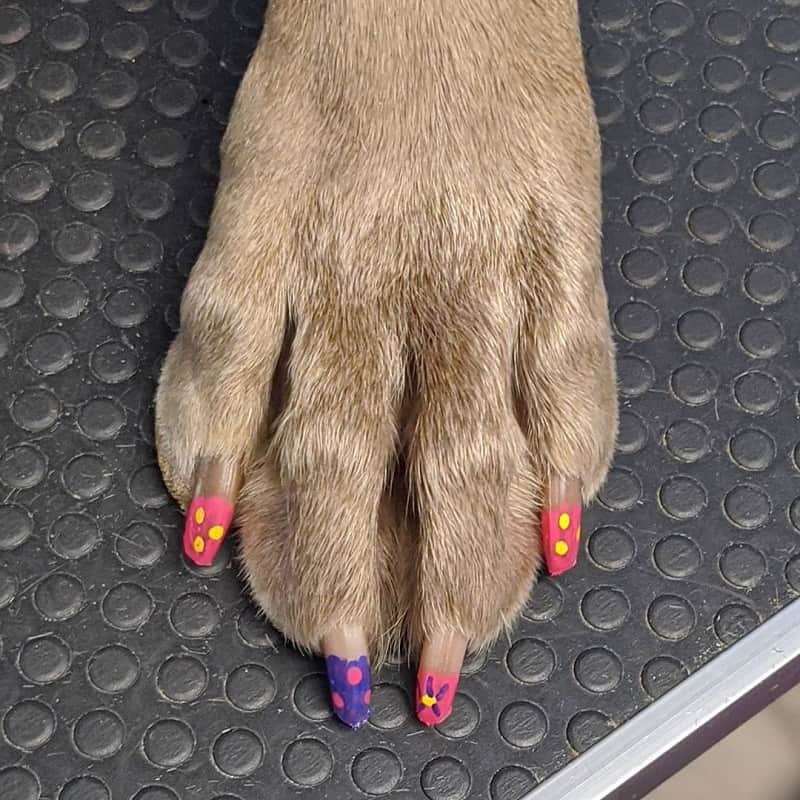 dog acrylic nail polish