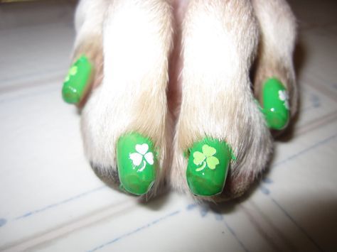 dog nail polish