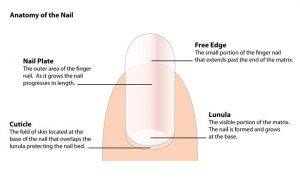 The Eponychium vs. Cuticle: Understanding Nail Anatomy