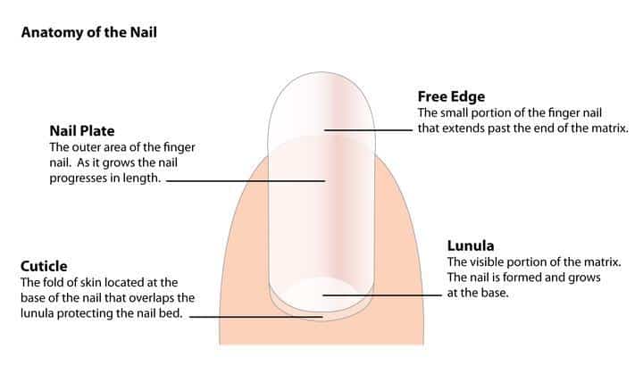 Anatomy of nail