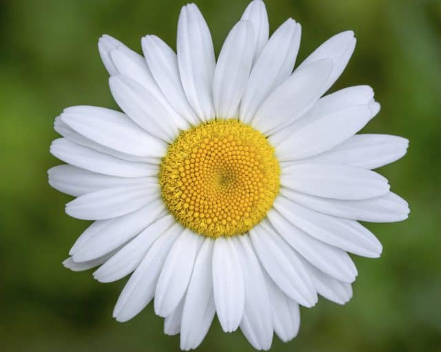 daisy flower