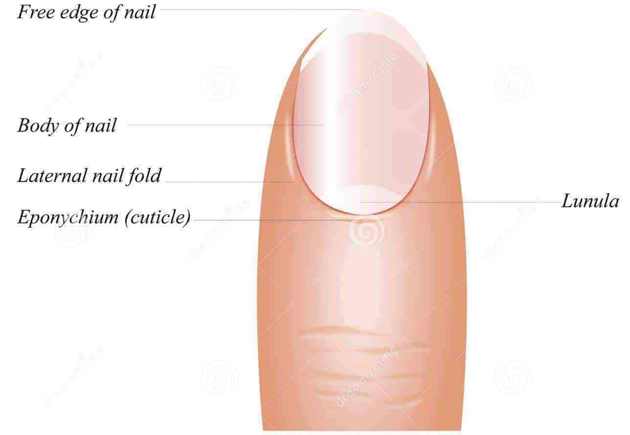 Finger Nail Anatomy 15862325 