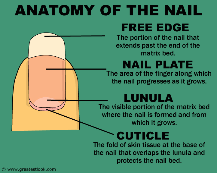 Anatomy of the nail