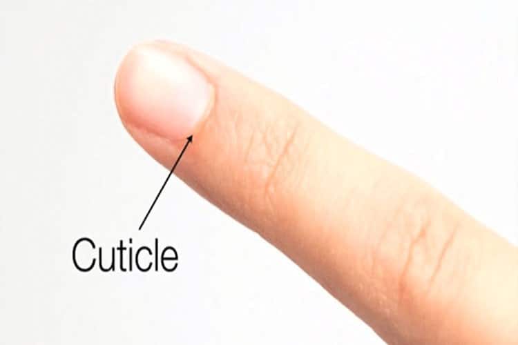 cuticles