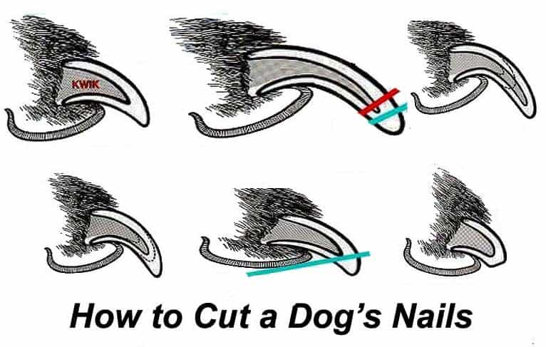 how to cut dogs nail