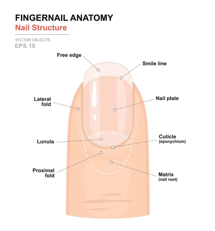 Nail Cuticles